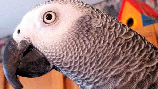 Do you like parrots? Would you get any as a pet?