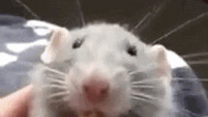Do You Have a Pet?