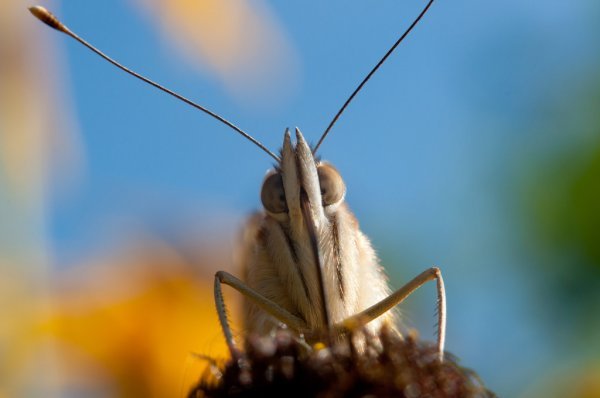 Would you enjoy some Mormon Cricket Bread?