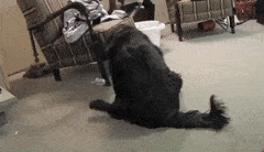How do you feel about dog butt?