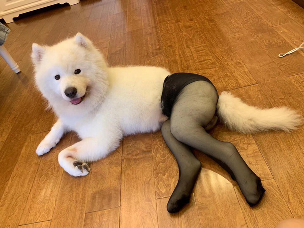 How do you feel about dog butt?