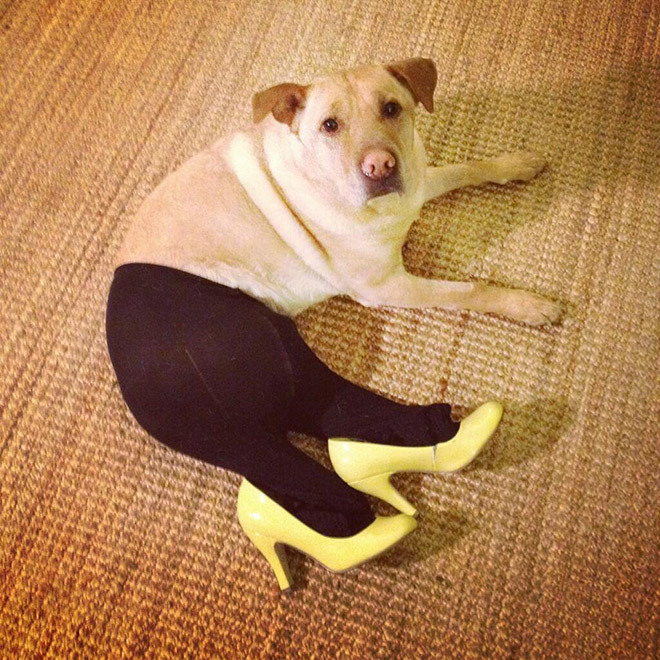 How do you feel about dog butt?