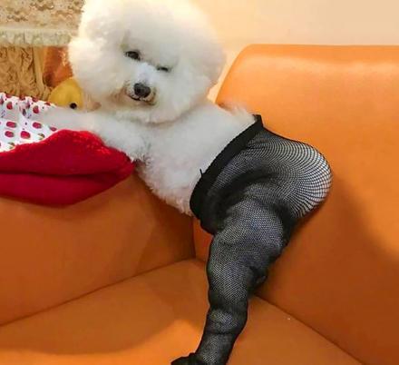 How do you feel about dog butt?