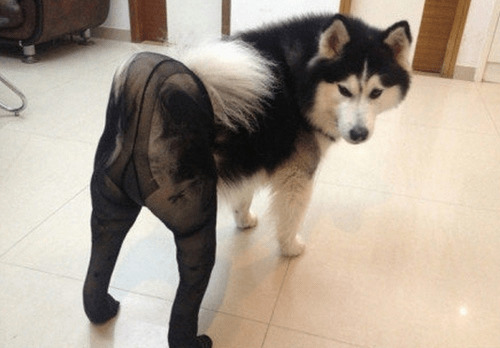 How do you feel about dog butt?