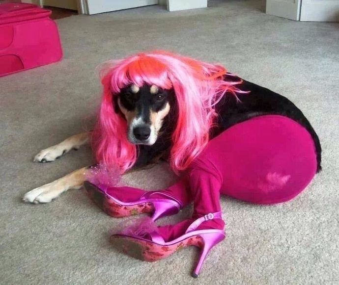How do you feel about dog butt?