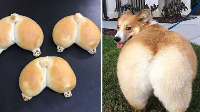 How do you feel about dog butt?