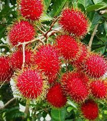 What if your favorite fruit?