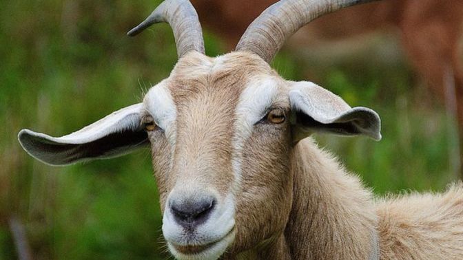 What are you "The GOAT" of in life?
