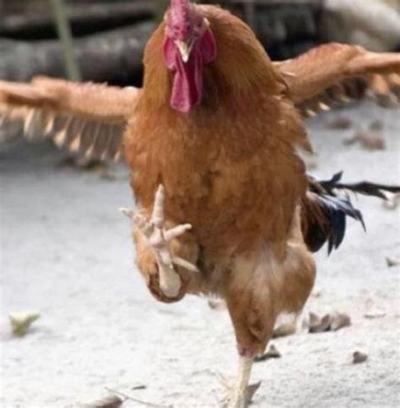 Master Fowl Kung Fu Master