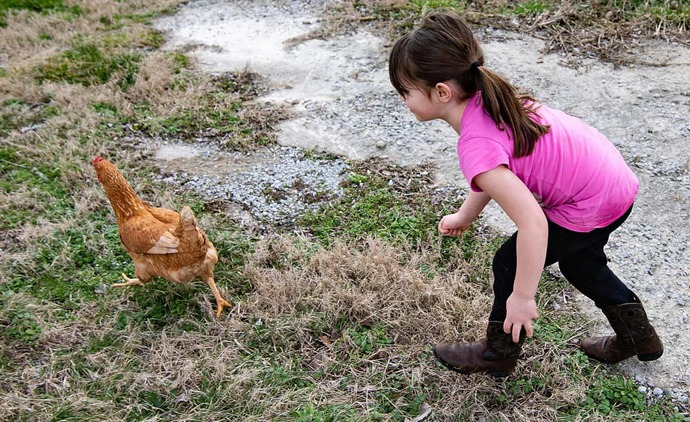 Granddaughter thinks she is going to catch the mighty Kung Fu Chicken