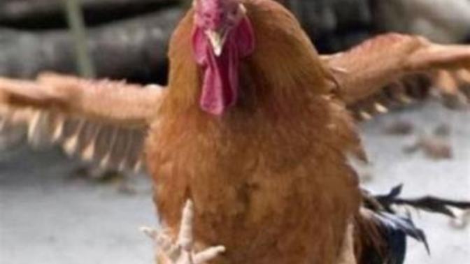 Did you ever see a chicken use Kung Fu to avoid be supper?