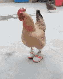 What’s your favorite part of the chicken?