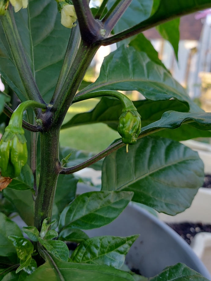 South Carolina Reaper peppers