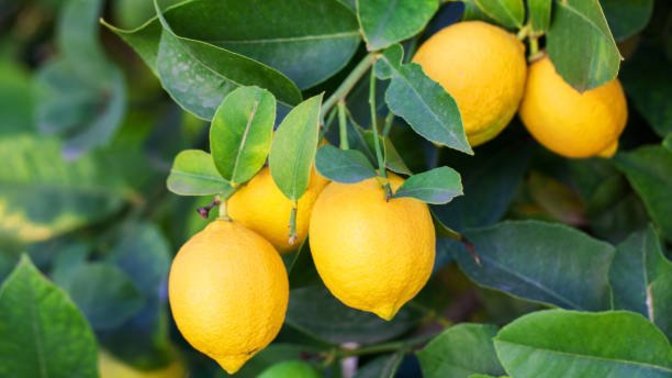 Which fruit tree would you like in your garden?