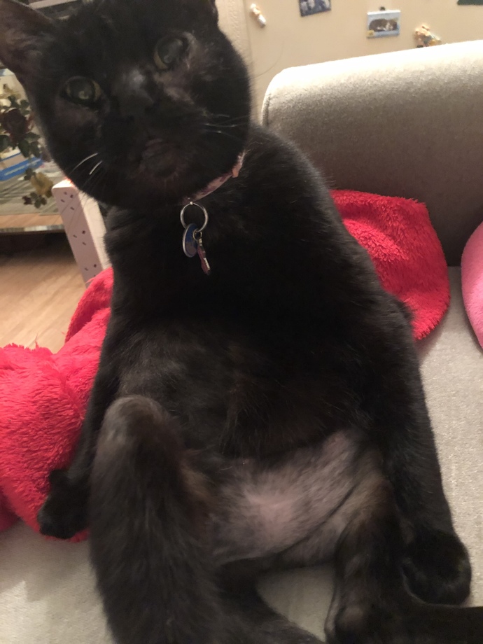 Do You Have/have You Ever Had Any Pets?