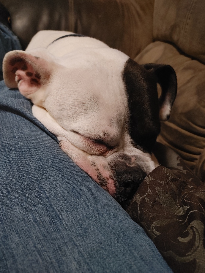 Do You Have/have You Ever Had Any Pets?