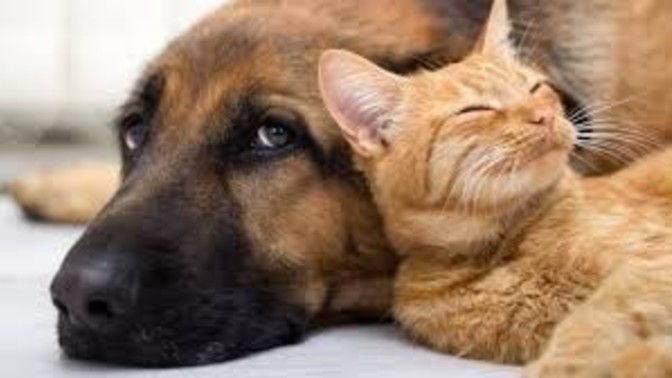 Do You Have/have You Ever Had Any Pets?