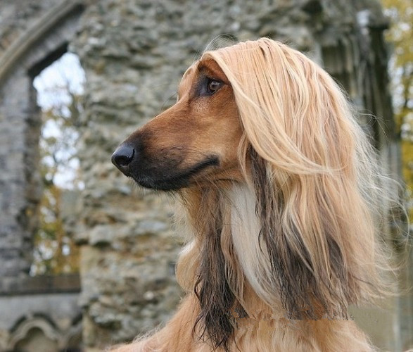 Do blondes come from lacking nutrition?