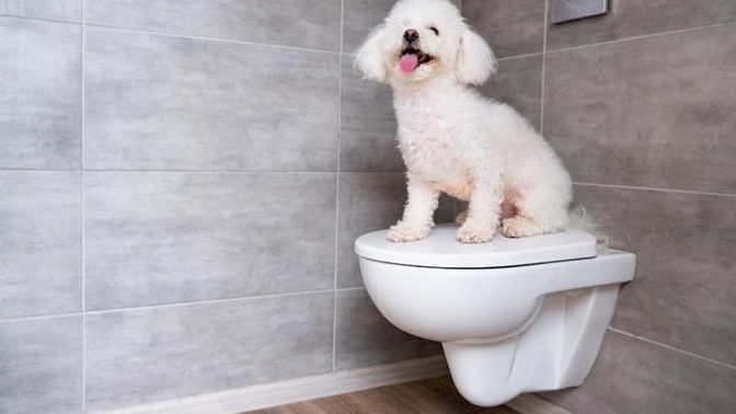 What would you do if your cat or dog demanded payment first before they allow you to use the toilet?