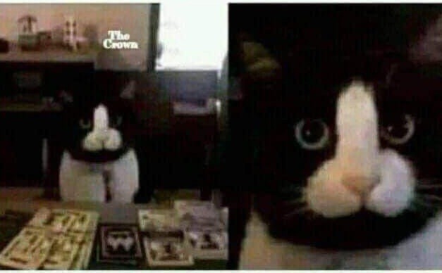 What name would you give this cat?