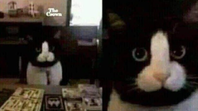 What name would you give this cat?