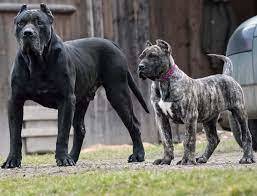 Are these dogs scary to you?
