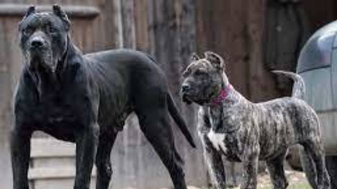 Are these dogs scary to you?