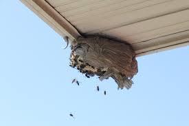 Have you ever killed a wasp 🐝 nest?