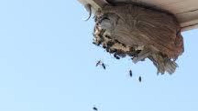 Have you ever killed a wasp 🐝 nest?