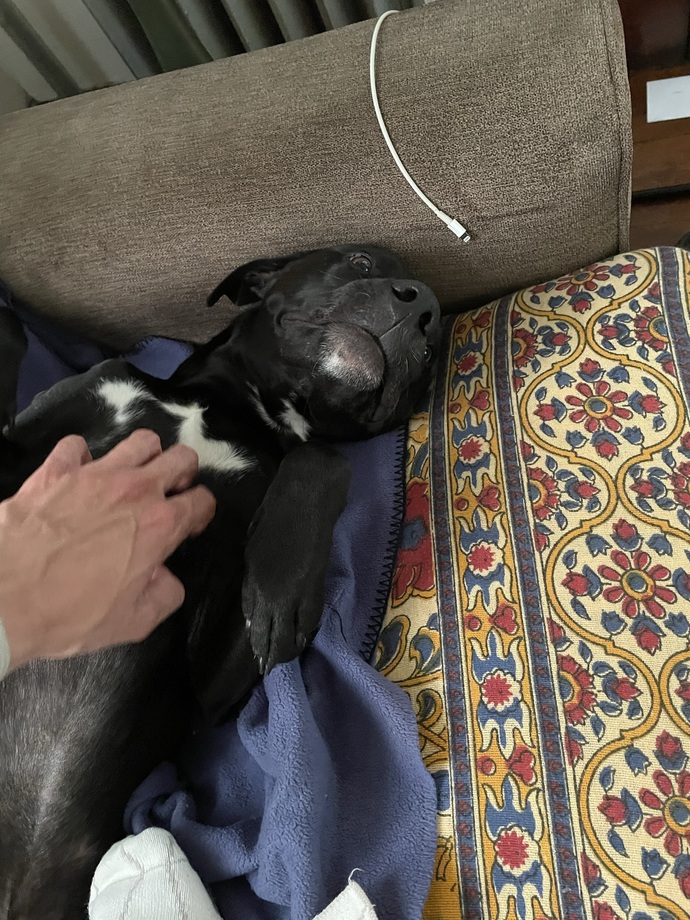 Do you think pitbulls are scary?