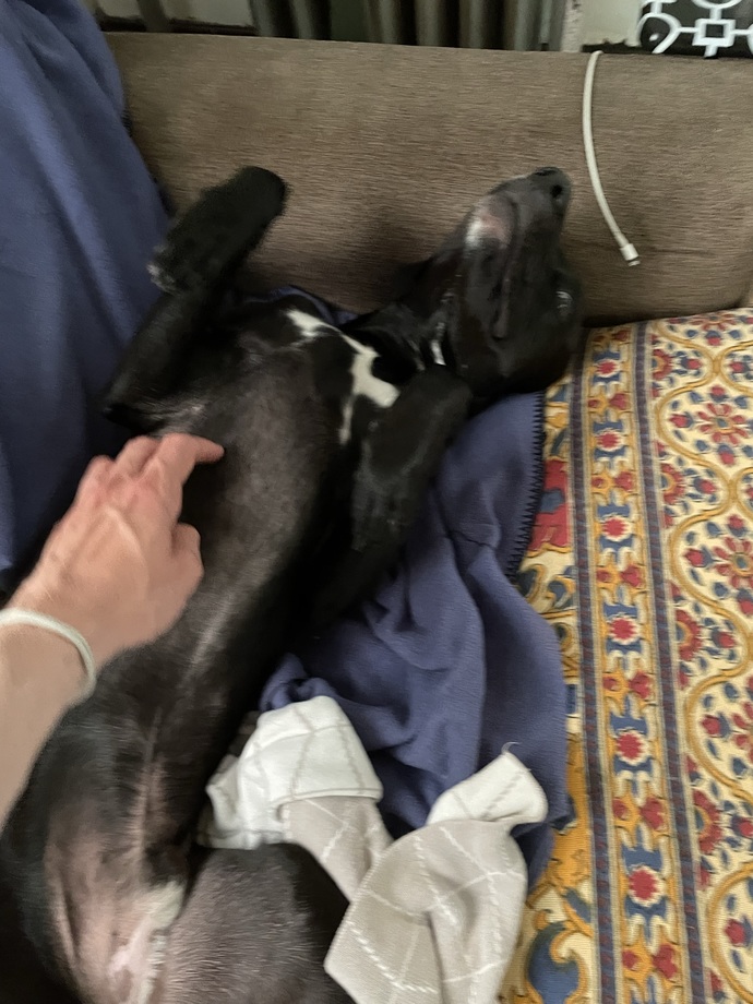 Do you think pitbulls are scary?