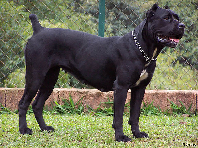 Is a Cane Corso a great dog for a family and kids?