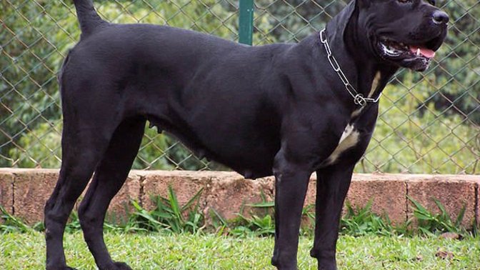 Is a Cane Corso a great dog for a family and kids?