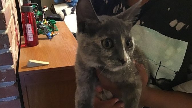 We got a new caaaaaaat?