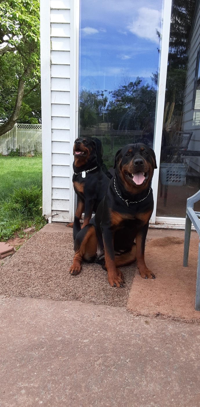 Dog owners, do you play rough with them?