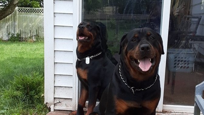 Dog owners, do you play rough with them?