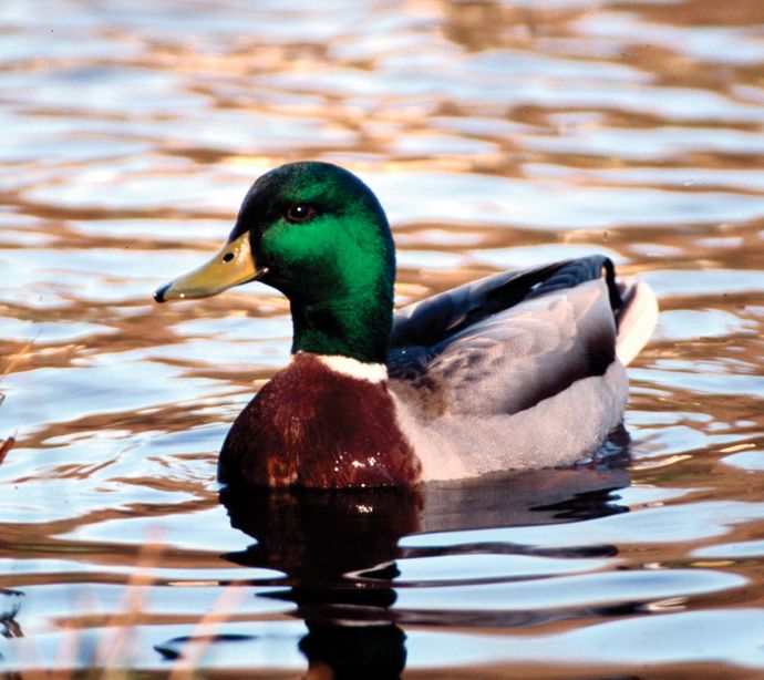 How to beg for a duck pic? He keeps asking me to beg for it and I don’t know how?