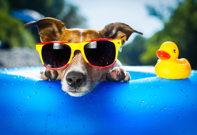 You Are At A Pool Party & You Are In The Water & Suddenly Crap Floats Up To The Surface, What Do You Do?