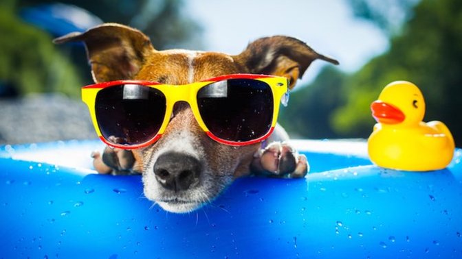 You Are At A Pool Party & You Are In The Water & Suddenly Crap Floats Up To The Surface, What Do You Do?