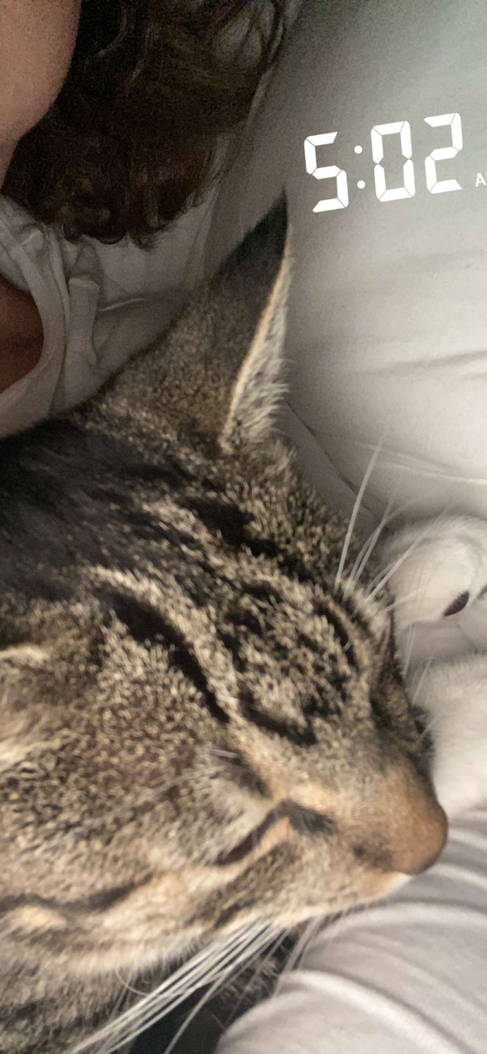 If you own cats or dogs do you let them sleep with you?