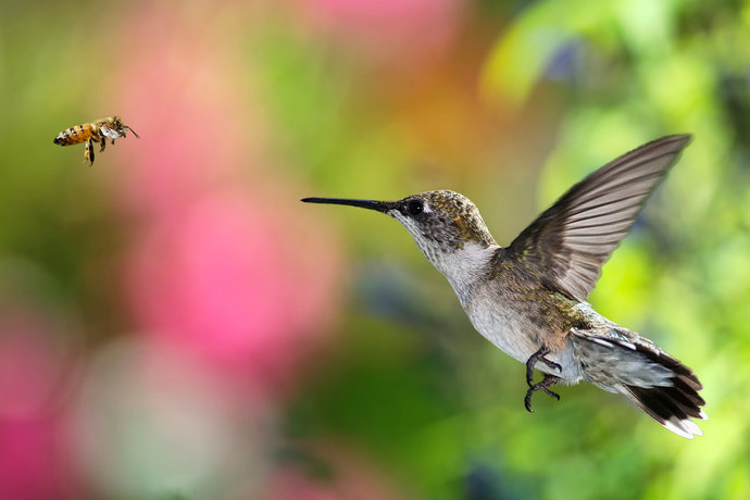 The birds and the bees