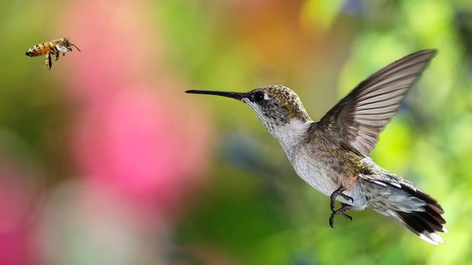 What about the birds and the bees?