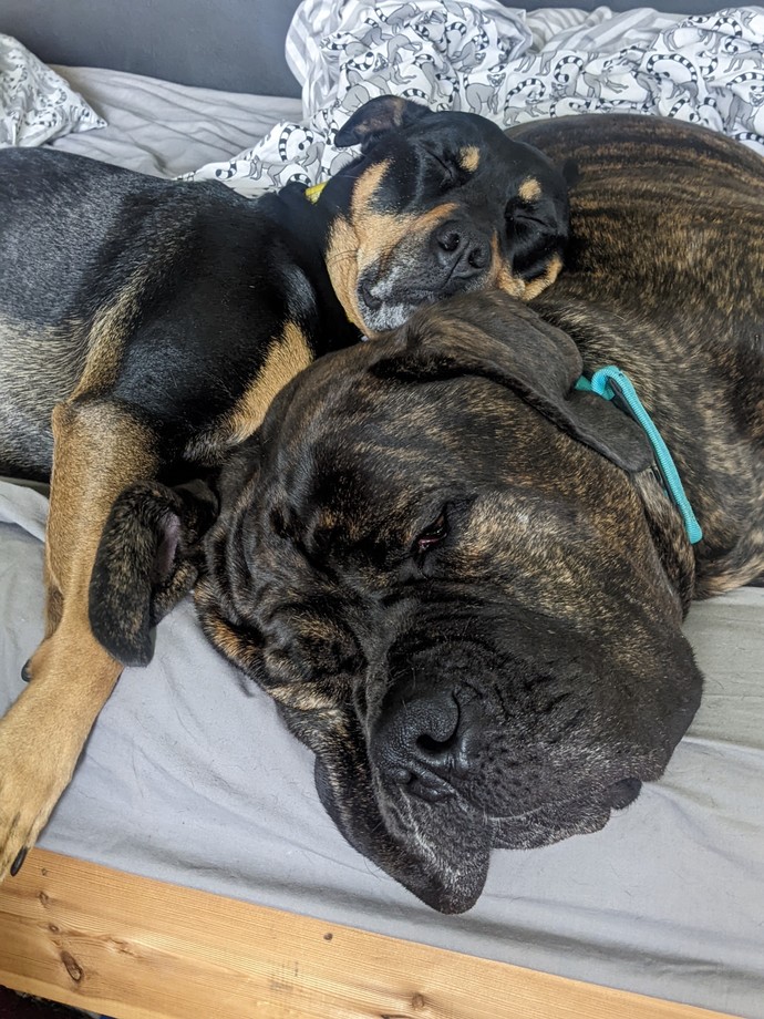 Do you share your home with friends with PAWS?