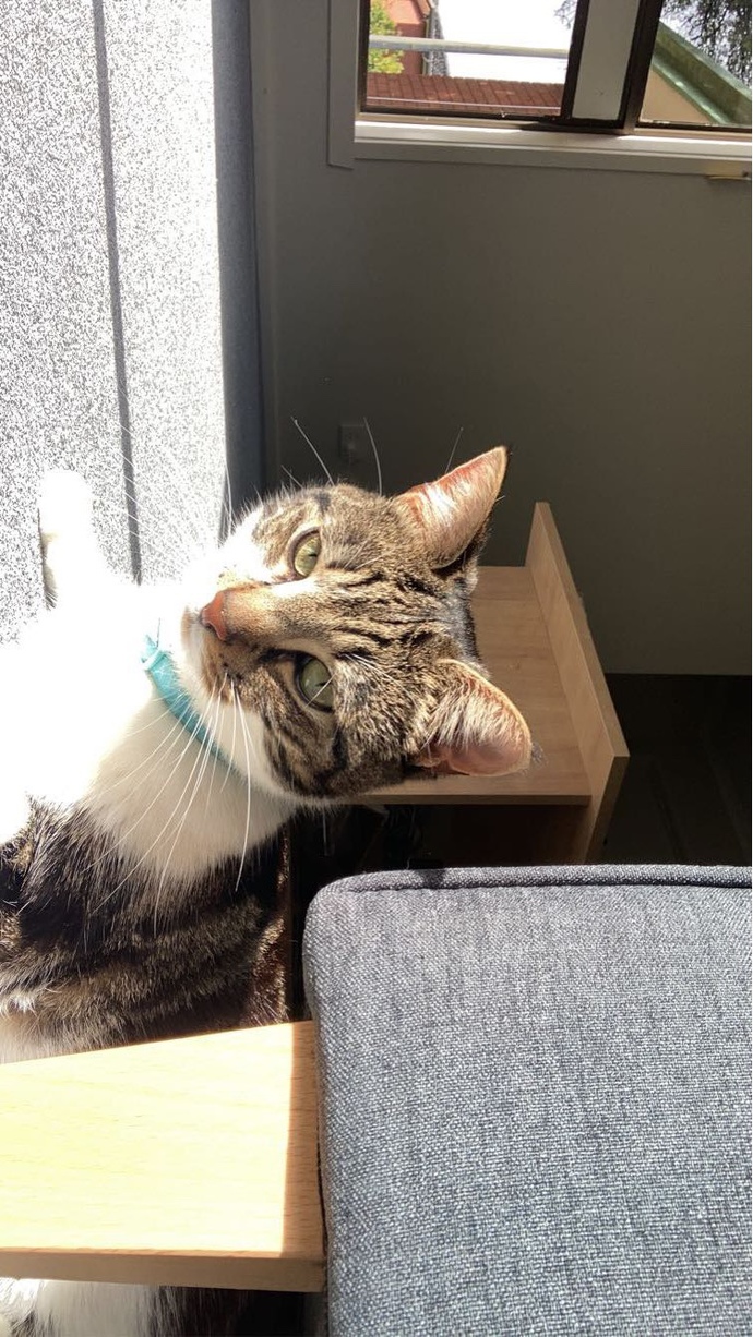 Do you share your home with friends with PAWS?