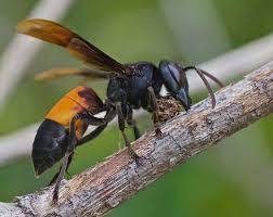 What bugs scare you?