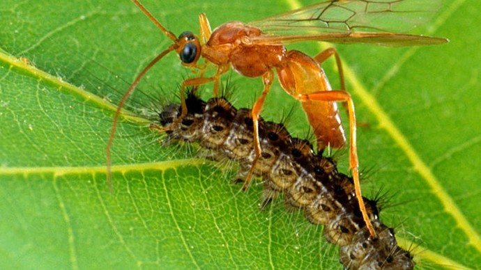 If someone were to shrink down to the size of a bug do you think survival would be impossible? What would be your biggest fear?