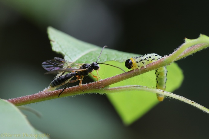 If someone were to shrink down to the size of a bug do you think survival would be impossible? What would be your biggest fear?