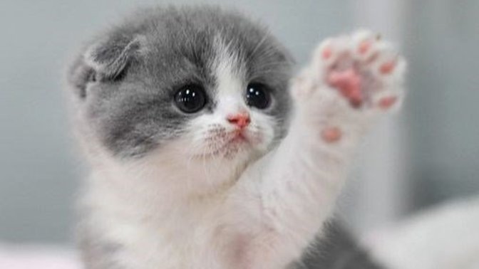 What would you do if you saw an injured kitten on the side of a highway?