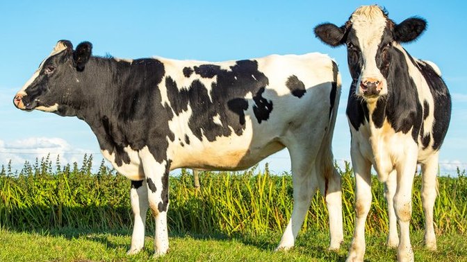 Do you believe high beef prices are a result of climate change?
