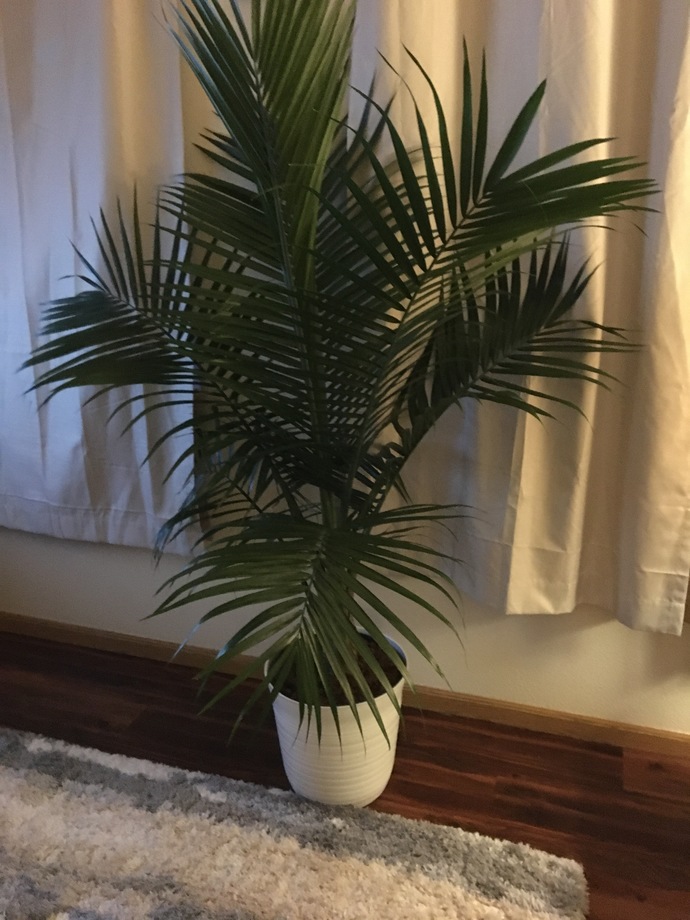 What do you think of my plant?